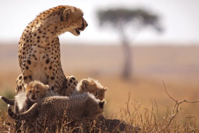7 Days Northern Tanzania Safari and Cultural Tourism