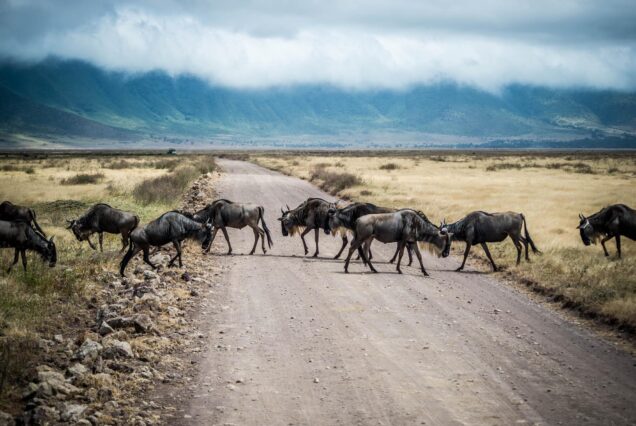 8 Days adventures safari Tanzania