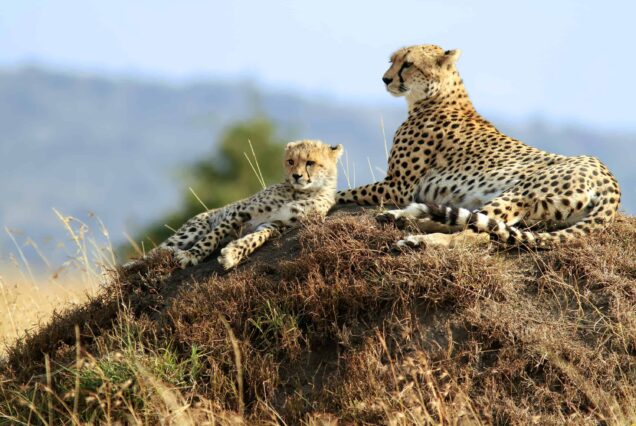 5 days safari in Tanzania