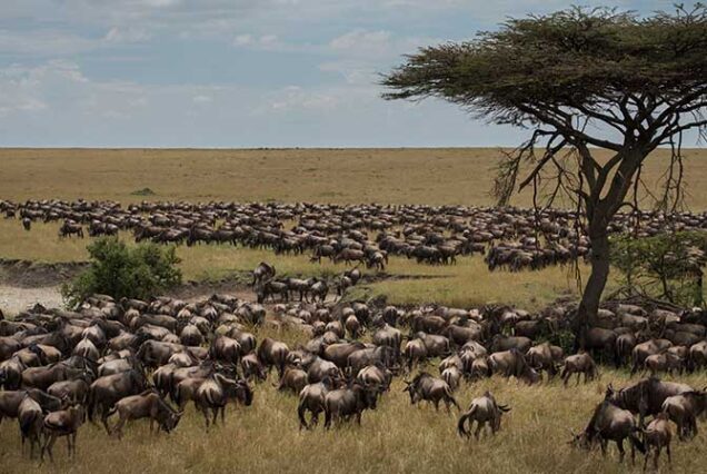 7 Days Wildebeest Migration Safari